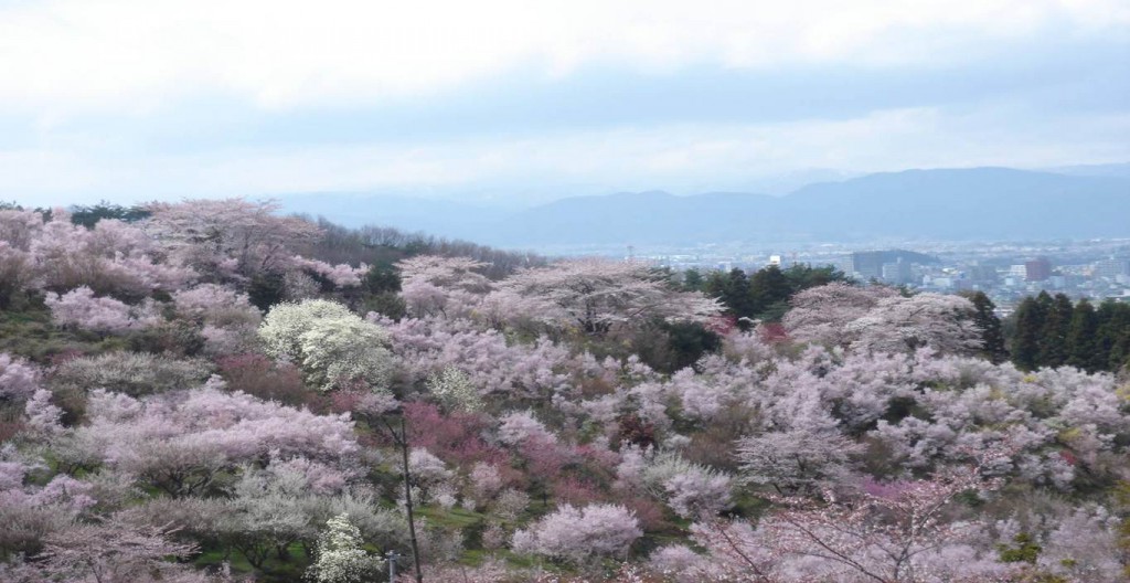 花見山の写真