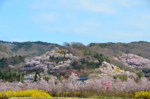 花見山正面（縮小